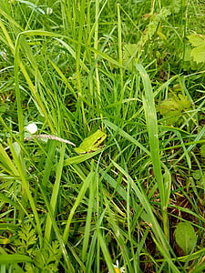 Frosch, Grass, Grün