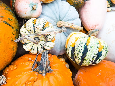bunch, squash, pumpkins, halloween, fall, autumn, nature