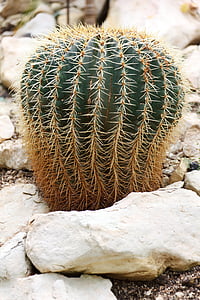 botànic, botànica, cactus, cactus, desert de, sec, flora