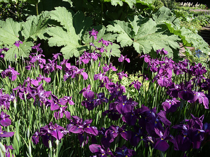 purple, flowers, iris, floral, botanical