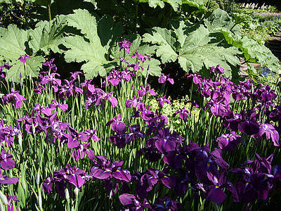 porpra, flors, Iris, floral, botànic