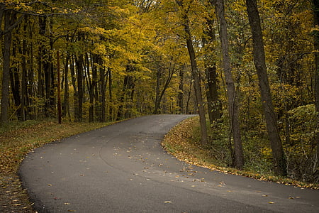 slingrande, Road, trottoar, hösten, faller, träd, lämnar