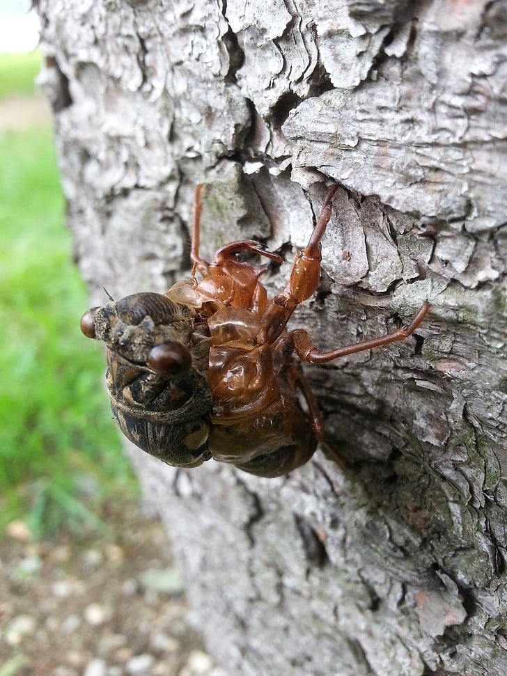 Cicada, Thiên nhiên, ecdysis, côn trùng, Sửa chữa, cây, rừng
