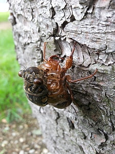 cicada, nature, ecdysis, insects, fix, tree, forest
