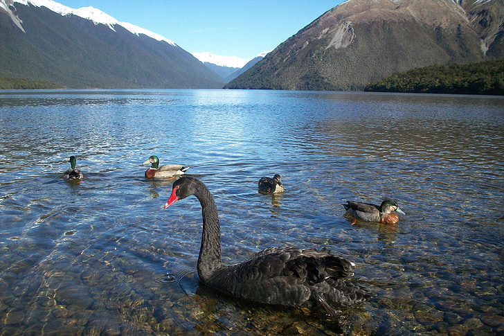 Nouvelle-Zélande, paysage, montagne, cygne, Calme-toi, Mont, nature