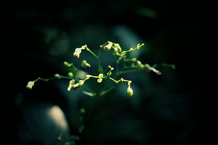 verde, plante, blur, natura, floare, nici un popor, noapte