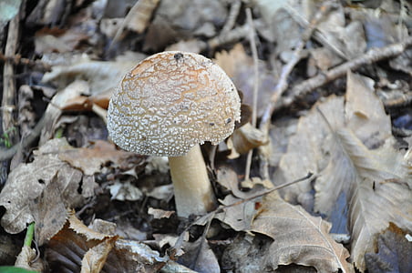 houby, jedovaté houby, Les, lesní houby, na podzim, dřevo, Hřib