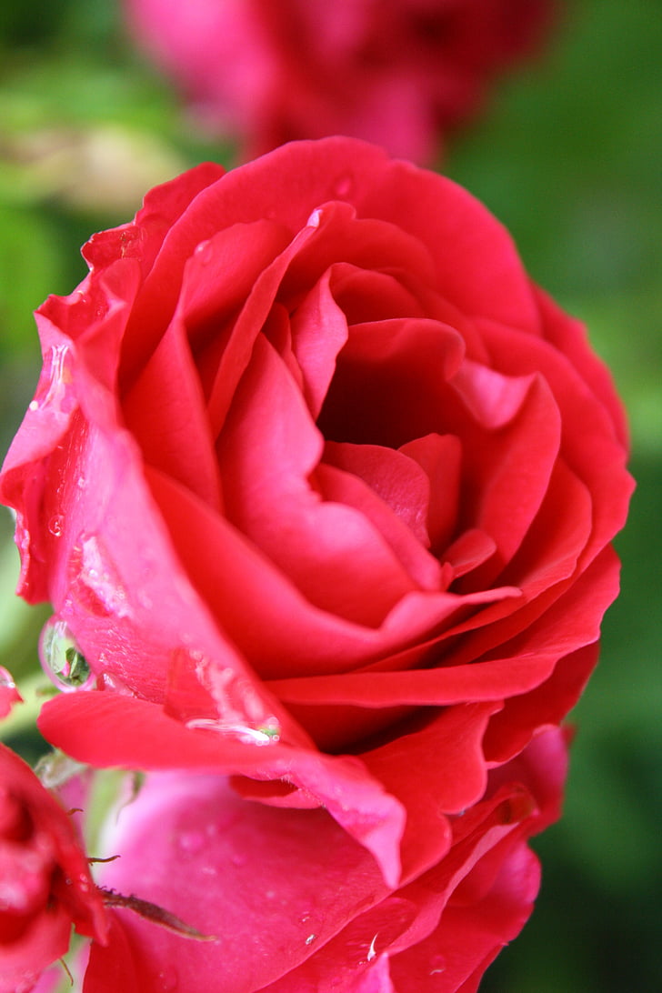 rosa, rød, blomst, natur, kronblad, hage, Rosebush