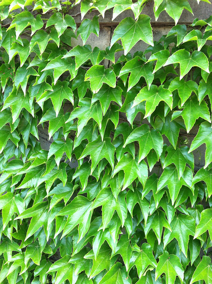 Ivy, hijau, dinding, tanaman, tekstur, daun, anggur