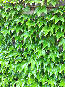 ivy, green, wall, plant, texture, leaf, vine