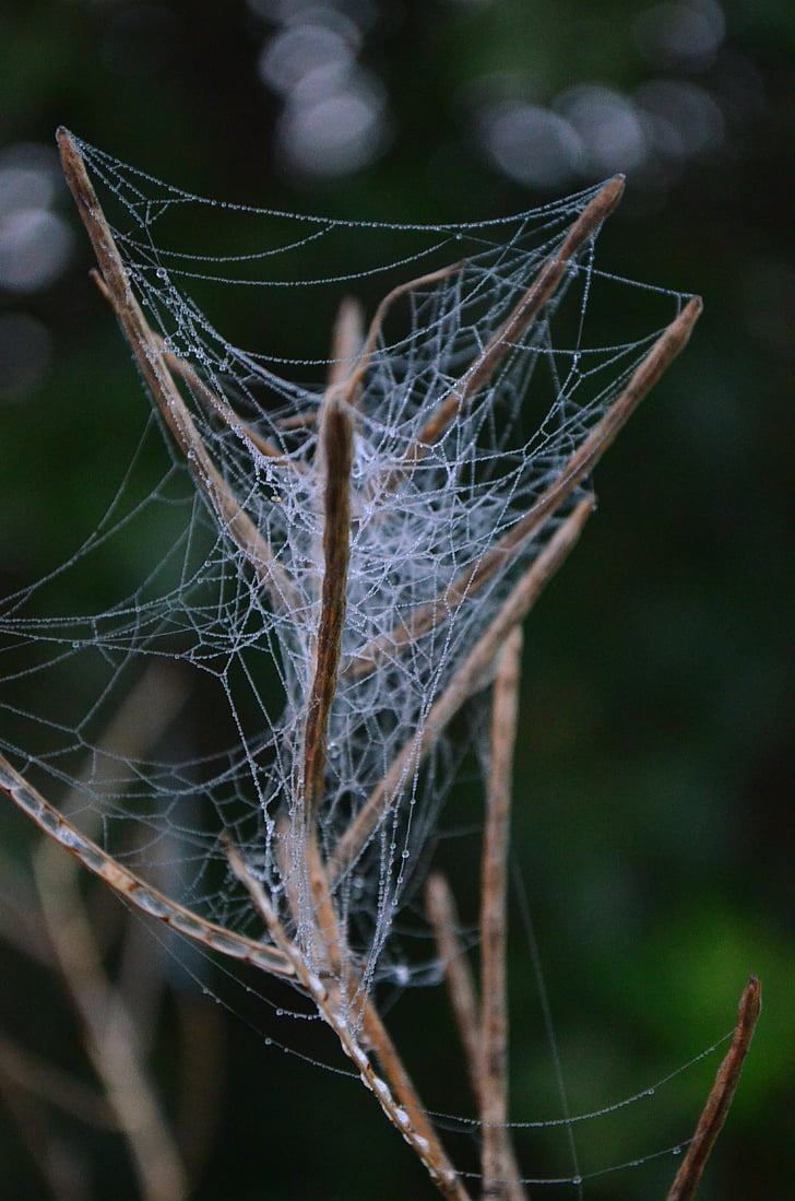 zirnekļa tīkls, tīkls, gadījumā, daba