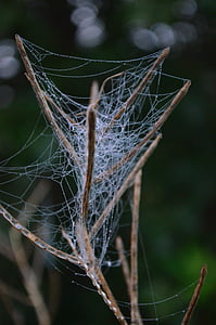 spindelvev, nettverk, saken, natur