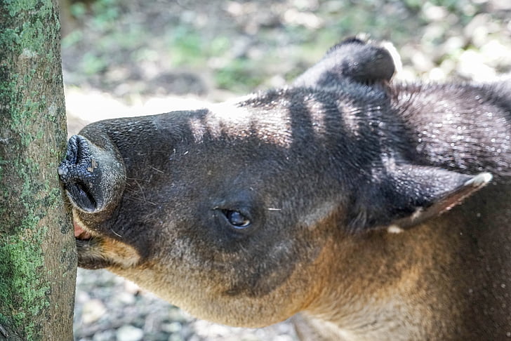 tapír, obličej, oči, nos, zvíře, volně žijící zvířata, savec