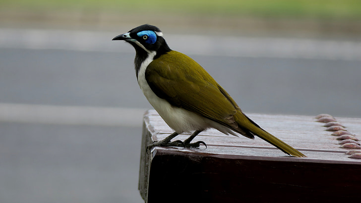 pájaro, honeyeater, Australia