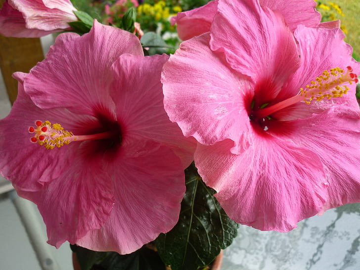 Hibiscus, Hibiscus bloem, roze hibiscus bloem, Hibiscus thee