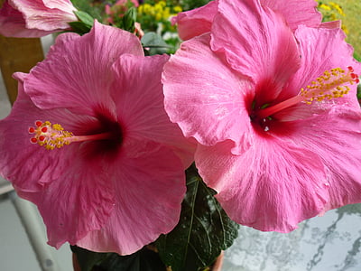 Hibiscus, fleur d’Hibiscus, fleur d’hibiscus rose, thé d’Hibiscus