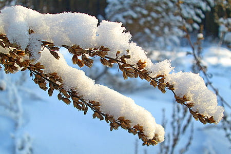 自然, 冬天, 森林, 雪, 草, 植物, 下的雪
