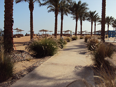 Egypten, Taba, öken, poolen, palmer, Holiday, Palm tree