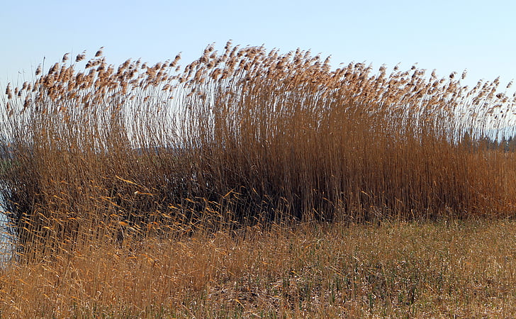 Reed, Marsh växt, gräs, Bank