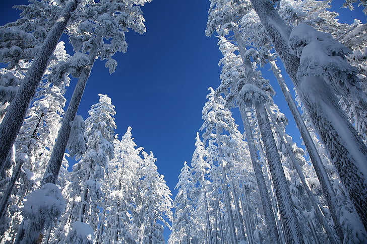neve, Ponderosa pines, árvores, Inverno, cobrindo, Monte solteiro, floresta nacional de Deschutes