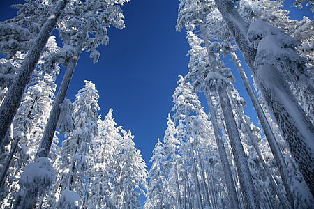 tuyết, Ponderosa pines, cây, mùa đông, bao gồm, núi bachelor, rừng quốc gia Deschutes