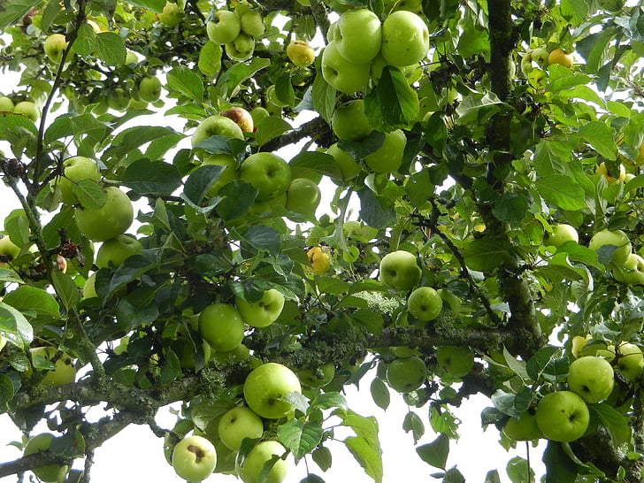 äpplen, frukt, träd, grön, mat, jordbruk, naturen