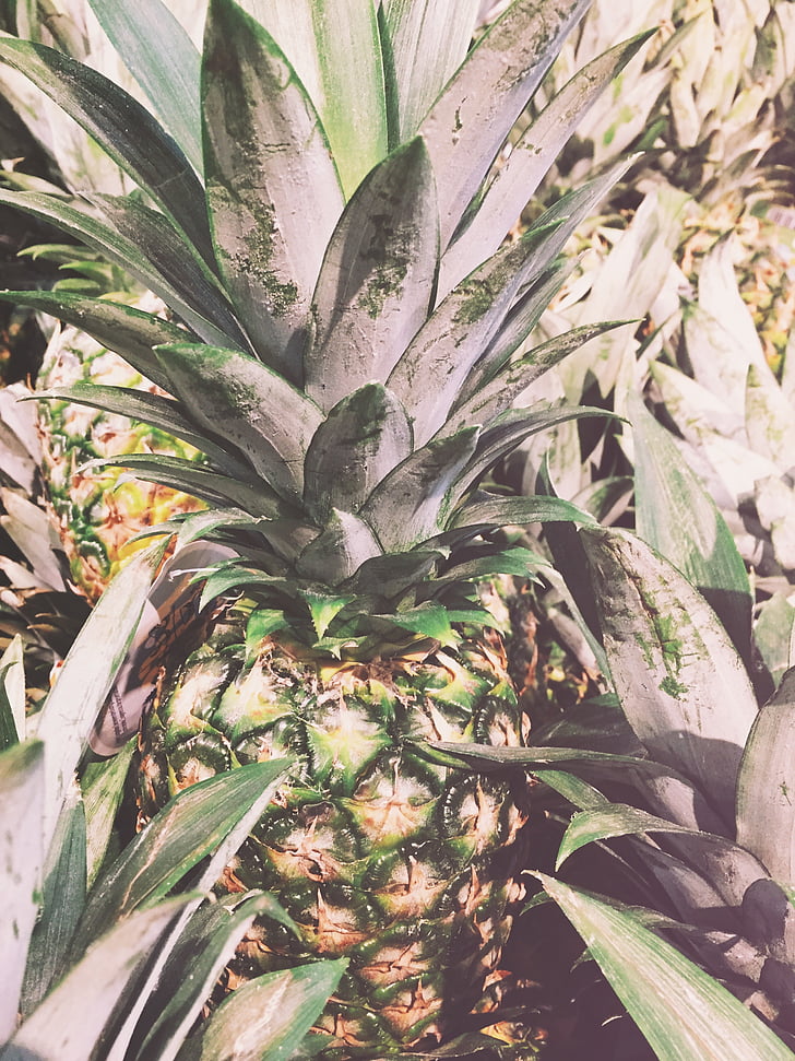 fruit, pineapple, summer, summer vibes, summertime, tropical, tropical fruit