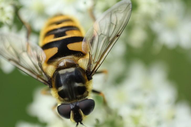 včela, hmyz, Příroda, makro