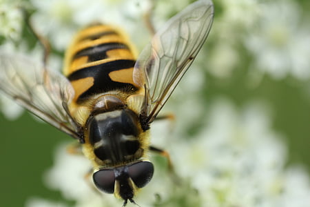 lebah, serangga, alam, makro