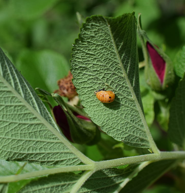 larva de joaninha, parte inferior da folha, close-up, joaninha, larvas, inseto, benéfico