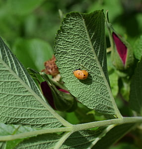 무당벌레 애벌레, 잎 아래쪽, 클로즈업, 무당벌레, 애벌레, 곤충, 도움이