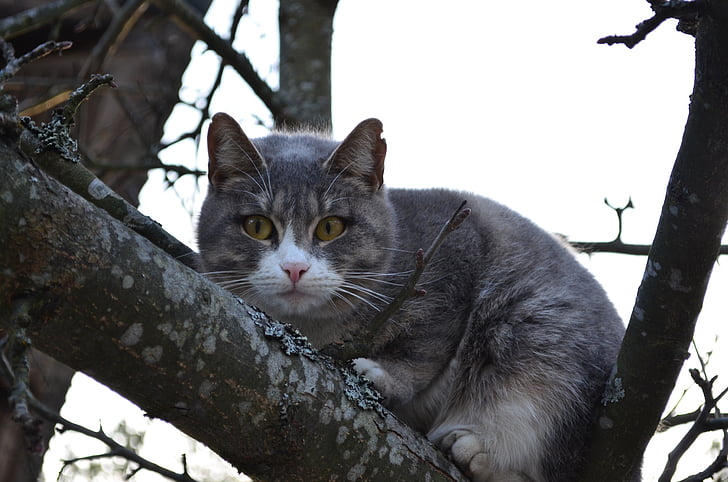 katė, katė ant medžio, filialas, medis, akis, pūkuotas kačių, Snukutis