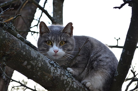 gatto, gatto su un albero, ramo, albero, occhi, gatto birichino, muso