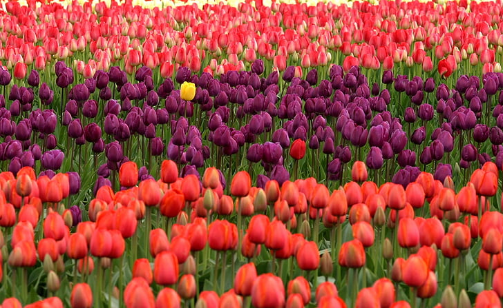 tulips, flowers, red, purple, yellow, unique, stand out