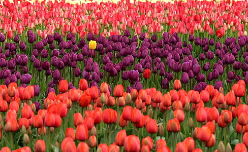 Tulip, bunga, merah, ungu, kuning, unik, menonjol