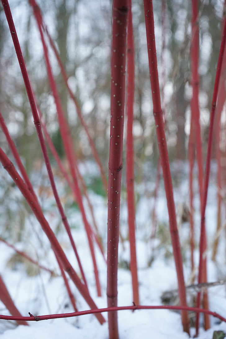 dogwood merah, Bush, Cornus sanguinea, tanaman, tangkai, merah, Dogwood