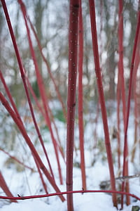 κόκκινο dogwood, ο Μπους, Cornus sanguinea, φυτό, κοτσάνι, κόκκινο, Κρανιά
