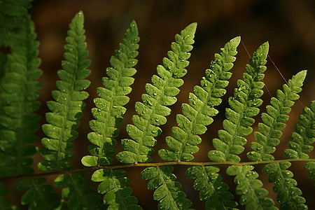 moisture, giving, life, providing, leaf, fern, rests