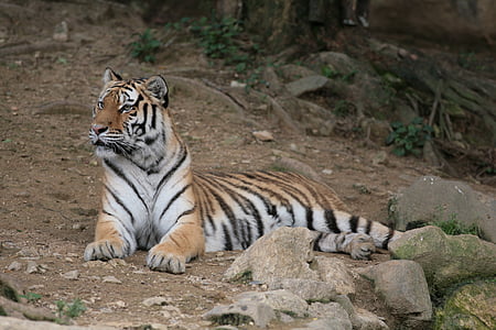 Panthera tigris, Tigre, zoo de Séoul