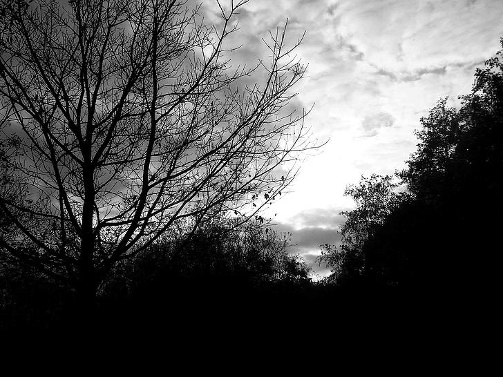silueta, stromy, čierna a biela, neba, pobočky, morgenstimmung, tieň