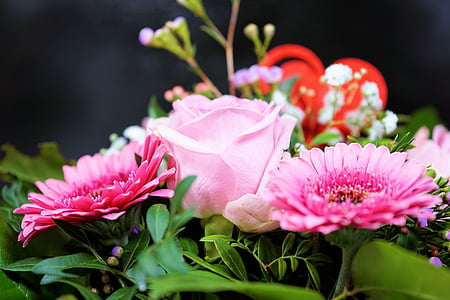 slējās, puķe, zieds, Bloom, rozā, ziedu pušķis, Gerbera