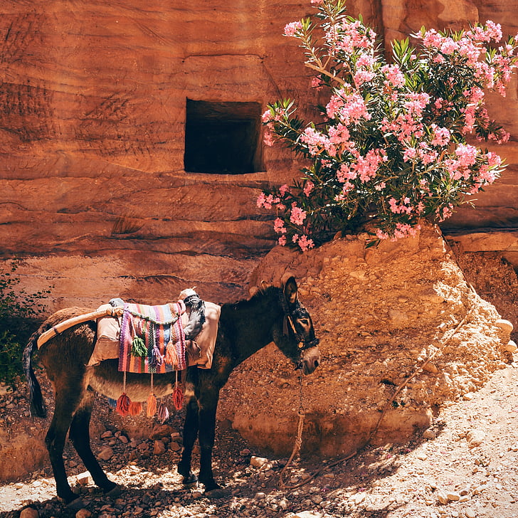 donkey, horse, animal, pet, ride, flower, plant