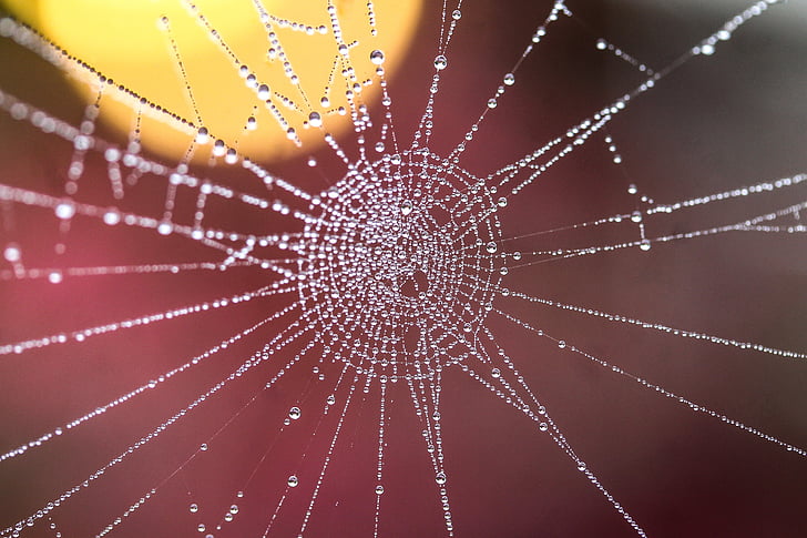Paučnjaka, umjetnički, zamagliti, Krupni plan, paukova mreža, veza, jezivo