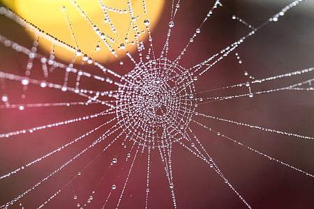 web, water droplets, dew drops, beadwork, macro, nature, backgrounds