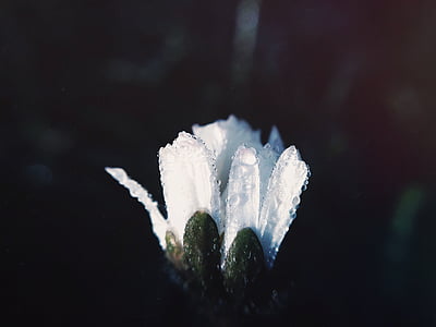 macro, photography, white, flower, flowers, rain, water