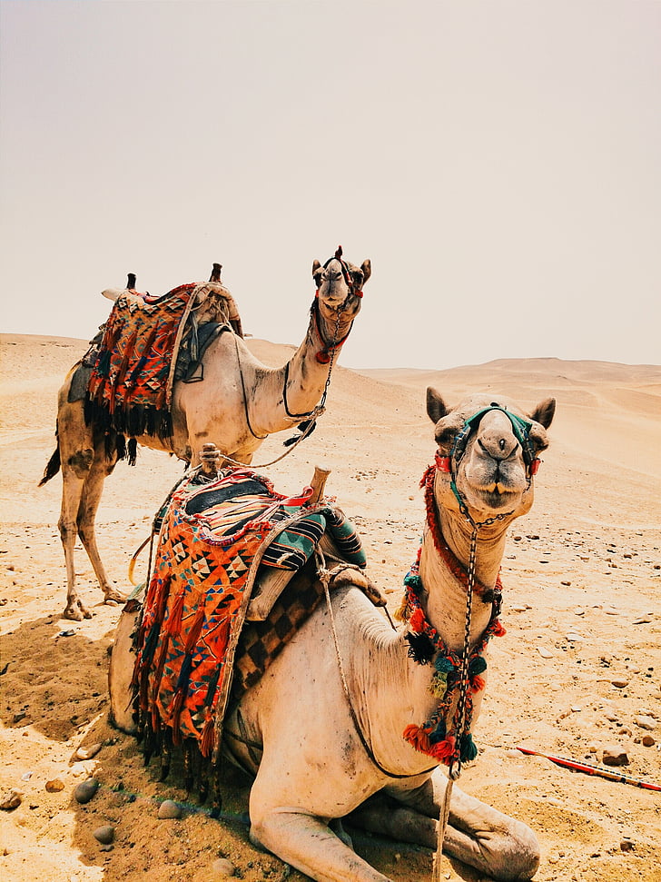 sable, désert, sec, chaud, chameaux, chameau, animal