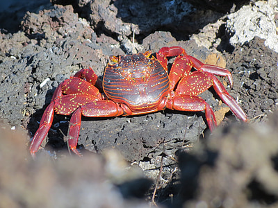 crab, sally lightfoot crab, red, lightfoot, sally, ocean, rock