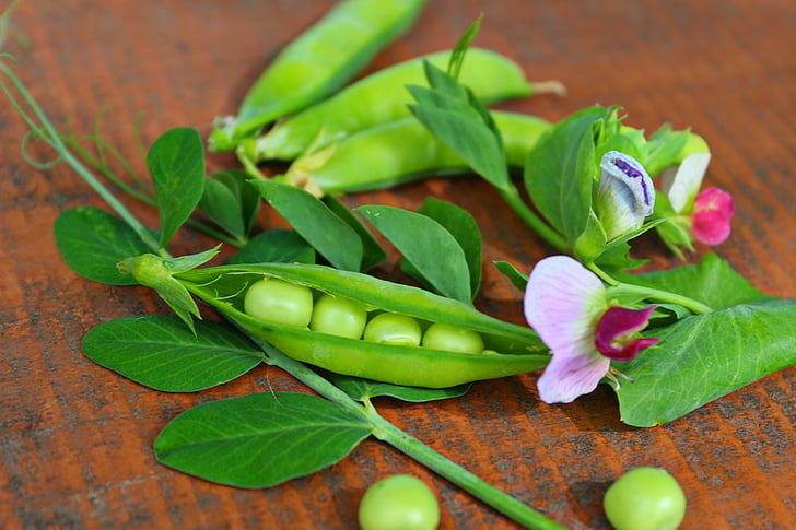 peas, pods, green, flowers, vegetables, food, leaf