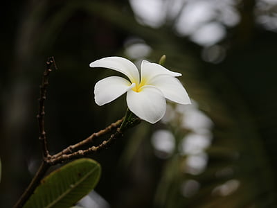 Frangipani, Beyaz, çiçek, egzotik, çiçek, doğa, Bahçe