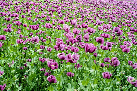 champ de coquelicots, violet, fleurs, coquelicot, humeur, Tulip, nature